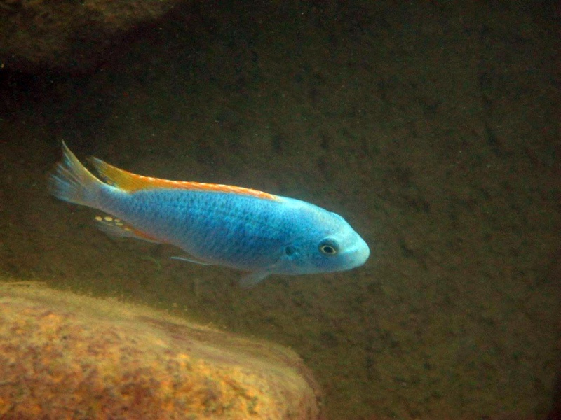 Labeotropheus trewavasae 'Maleri Island'